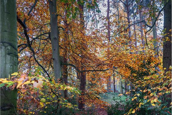 Woodland path - Alison Pangbourne