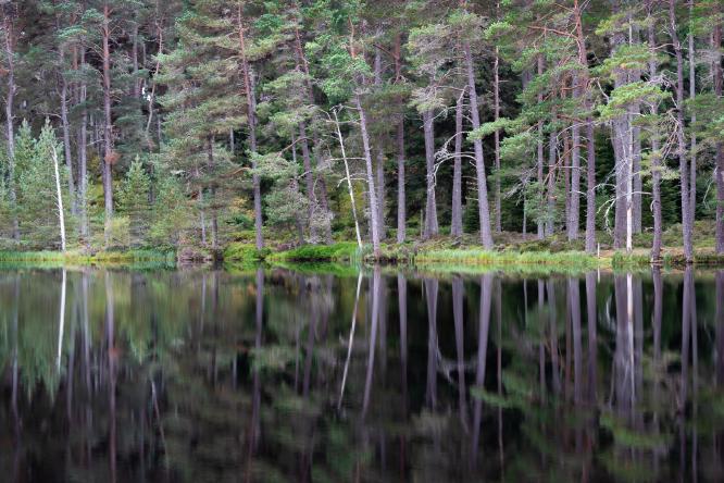 3 White Sticks - Ian Carter