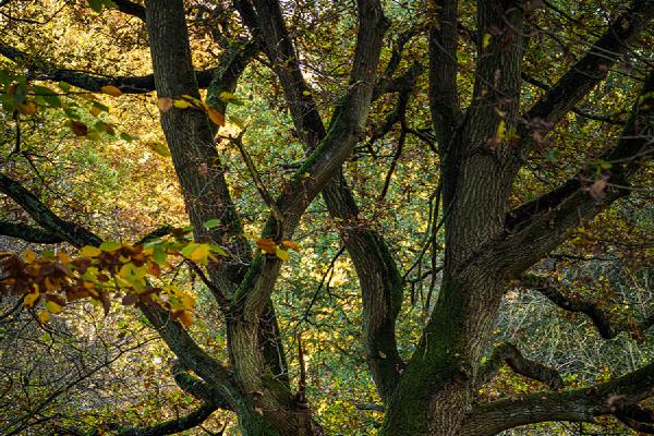 Autumn Light - David Cross