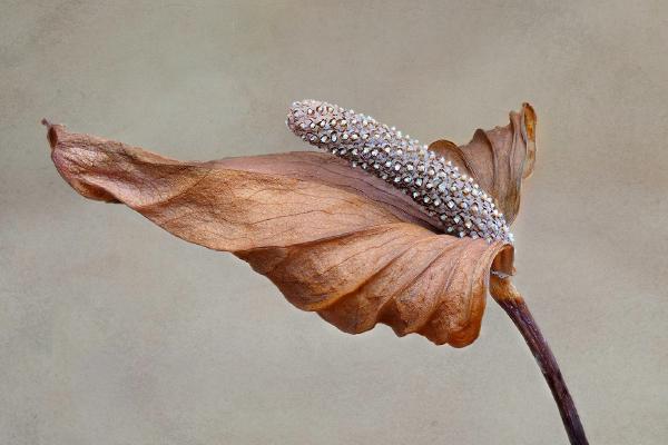 Beauty in decay anthurium - Nesta James