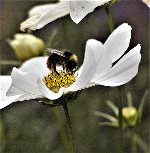 Bee - Stan Douglas
