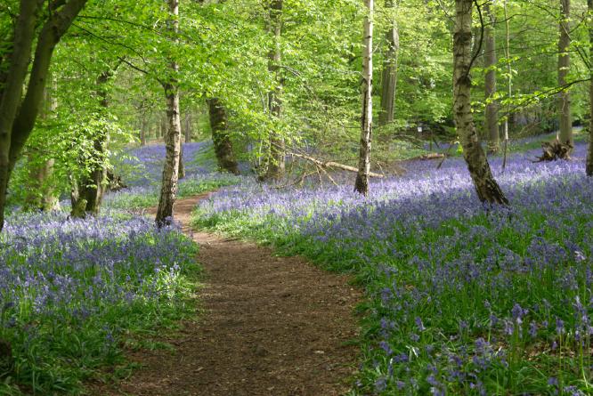 Chalkney Bluebells - Trevor Viney