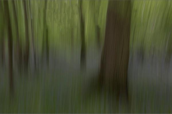 Green impressions - Alison Pangbourne