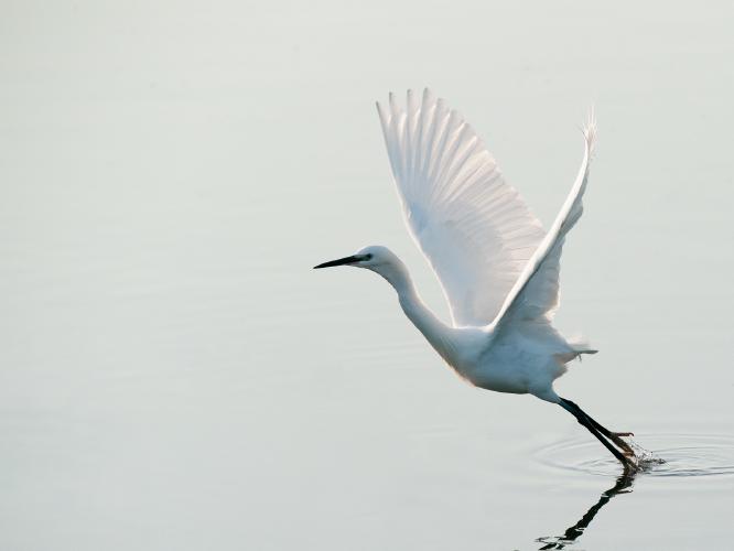 Little Egret Takeoff - Richard Gardner