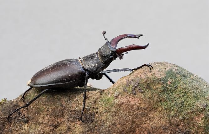 Male Stag Beetle - Andrew Smith