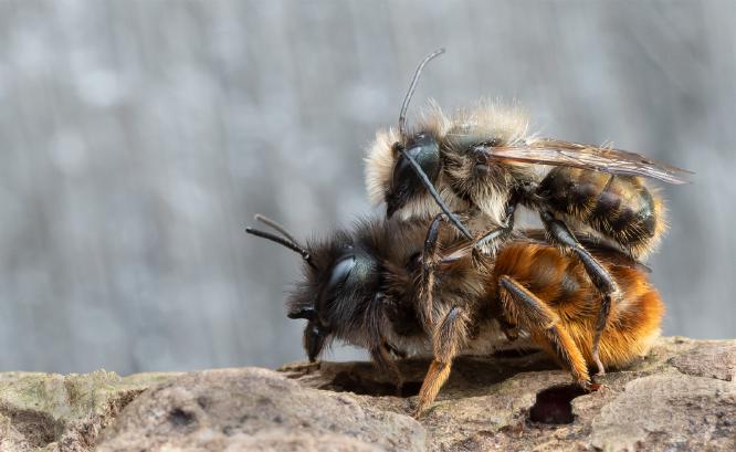 Mason Bees Mating - Andrew Smith