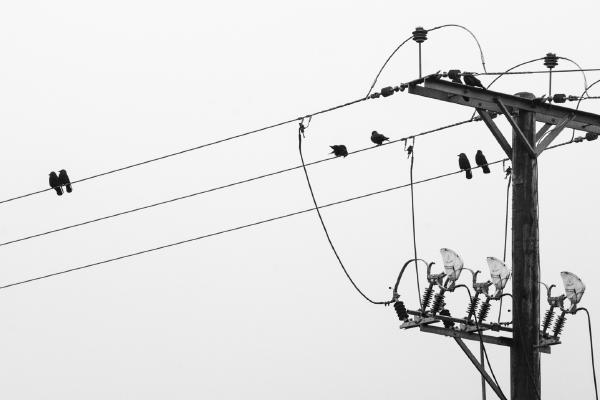 Perching Pairs - Alex Tyler