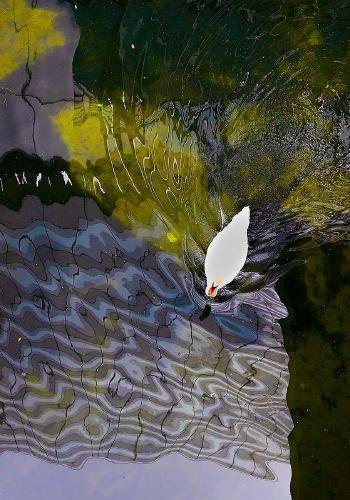 Psychedelic swan - Thorunn Bacon