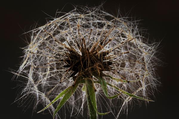 Seedhead - Jan Cross