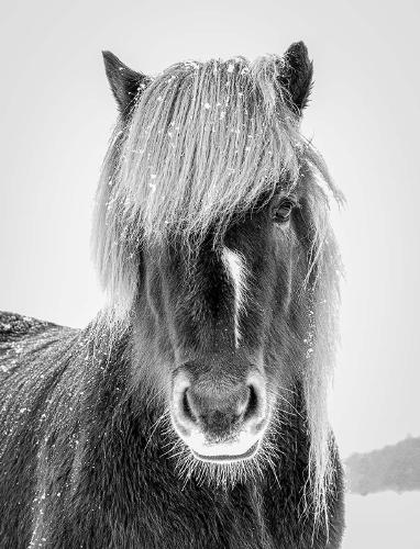 Snowpony - Thorunn Bacon