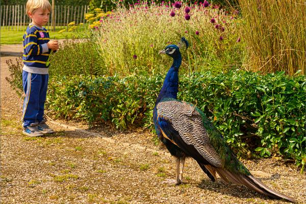 Stanley meets the Peacock - Peter Pangbourne