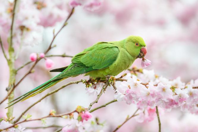 Stealing the Blossom - Nigel Cox