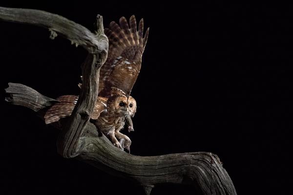 Tawny Owl - Marny Macdonald