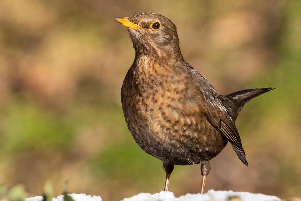 Thrush - Paul Douglas