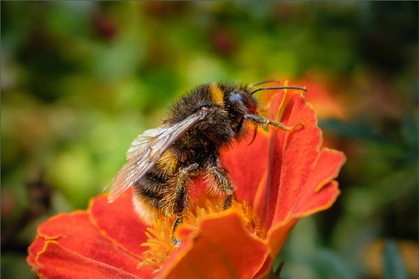 Bumblebee pollinating marigold - Bola Oshisanwo