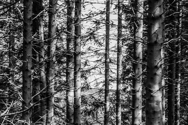 Dappled Light - David Cross
