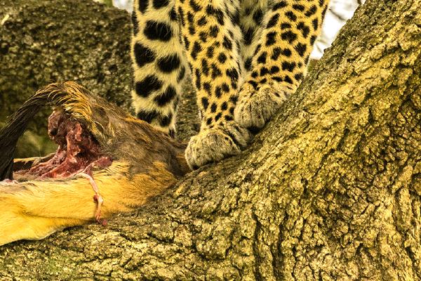 Mara Leopard with its prey - Robert Macdonald