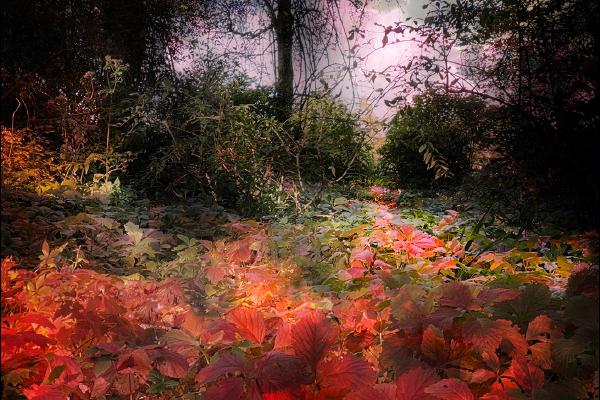 Mystic Autumn - Chrissie Alexander