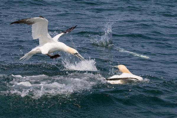 Northern Gannets - Lynn Rix