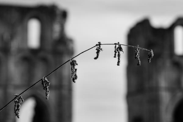 Roche Abbey - Alex Tyler