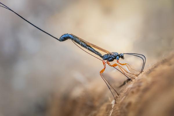 Sabre Wasp drilling into wood - Ben Heather