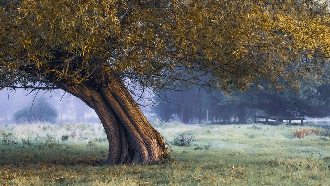 The willow tree - Shaun Hykel