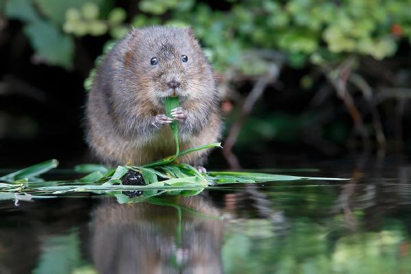 Water Vole eating a grass meal - Derek Howes