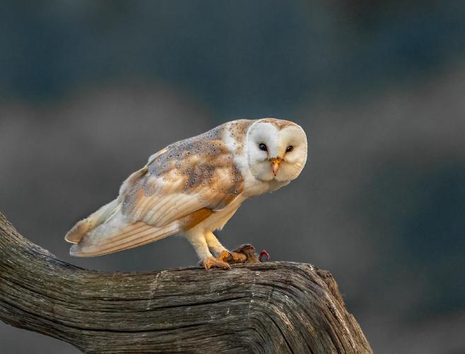 Wild Ban Owl with a rat - Marny Macdonald