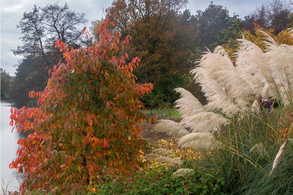 Autumn Colours - Alison Pangbourne