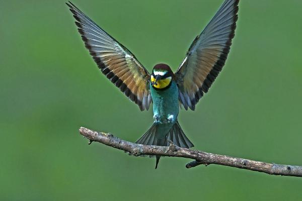 Bee-eater landing with catch - Robert Bannister