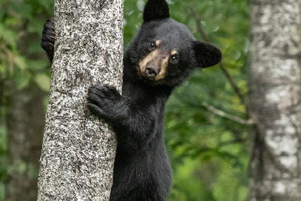Black Bear Cub, Minnesota - Lynn Rix