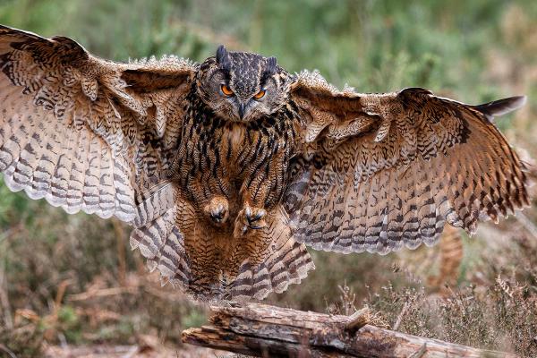 Eagle Owl landing - Derek Howes