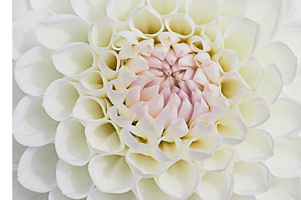 Fluted beauty - Nesta James