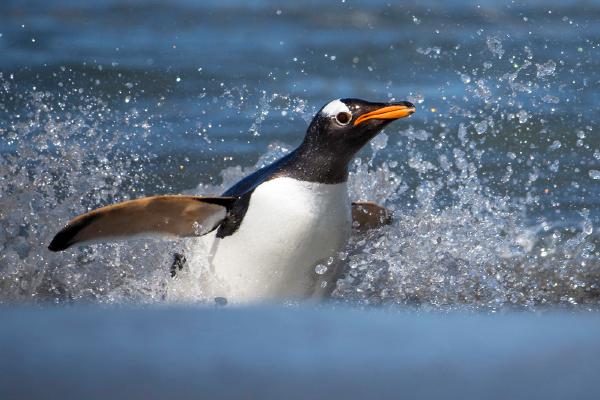 Gentoo Penguin breaks the waves - Robert Macdonald