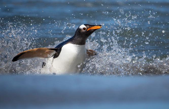 Gentoo Penguin breaks the waves - Robert Macdonald