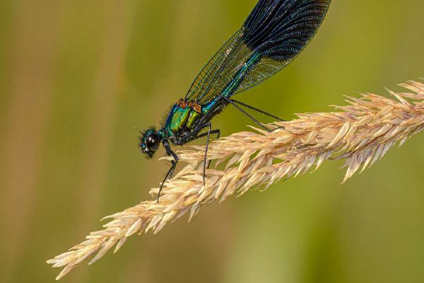 Male Banded Demoiselle - Robert Farrow