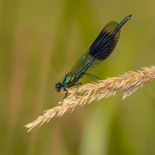 Male Banded Demoiselle - Robert Farrow