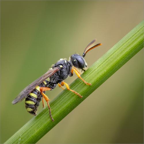 Nomada Bee Roosting - Ben Heather