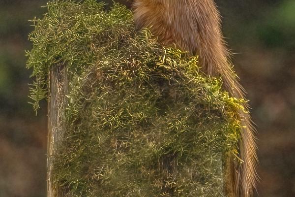 Pine Marten - Marny Macdonald