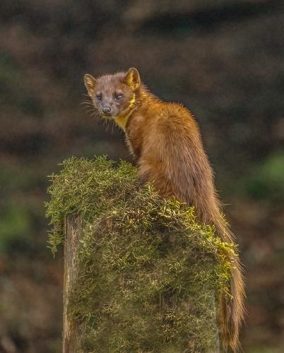 Pine Marten - Marny Macdonald