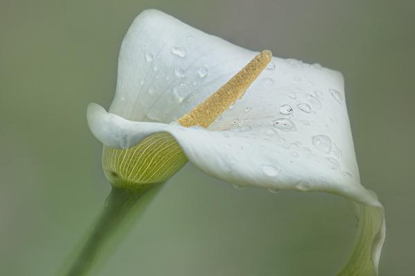 Raindrops on Arum Lily - Mary Battye