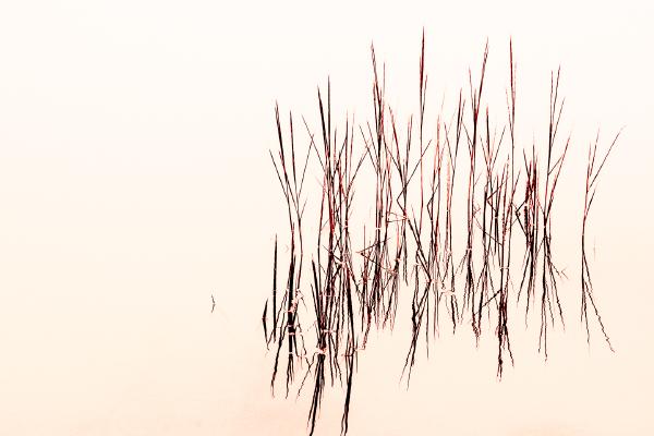 Reed reflections - Alex Tyler