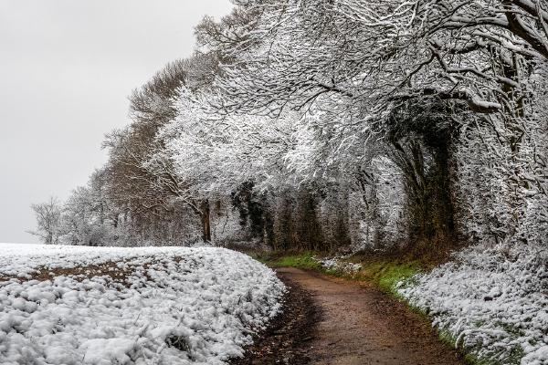 Snowy Canopy - Jan Cross
