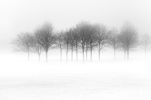 Trees in fog - Shaun Hykel