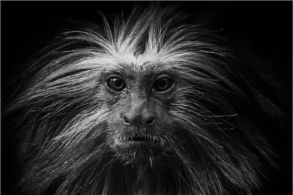 A Monkey Portrait - Jeff Scott