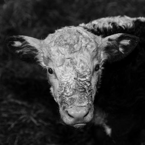 Calf - Paul Douglas