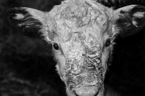 Calf - Paul Douglas