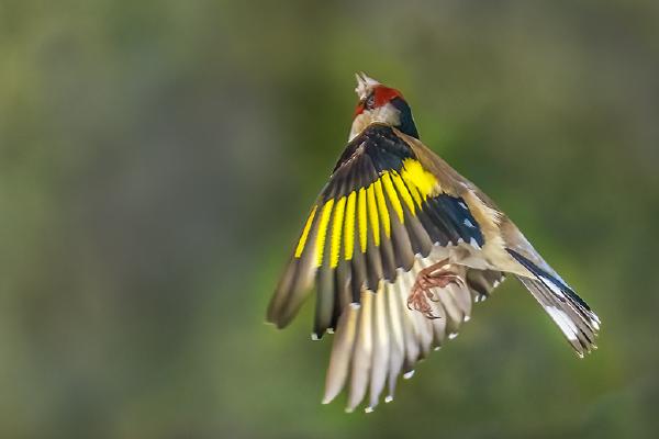 Fighting Goldfinches - Robert Macdonald