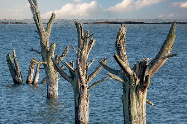 Petrified trees - Alison Pangbourne