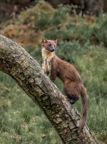 Pine Marten stops to watch - Marny Macdonald